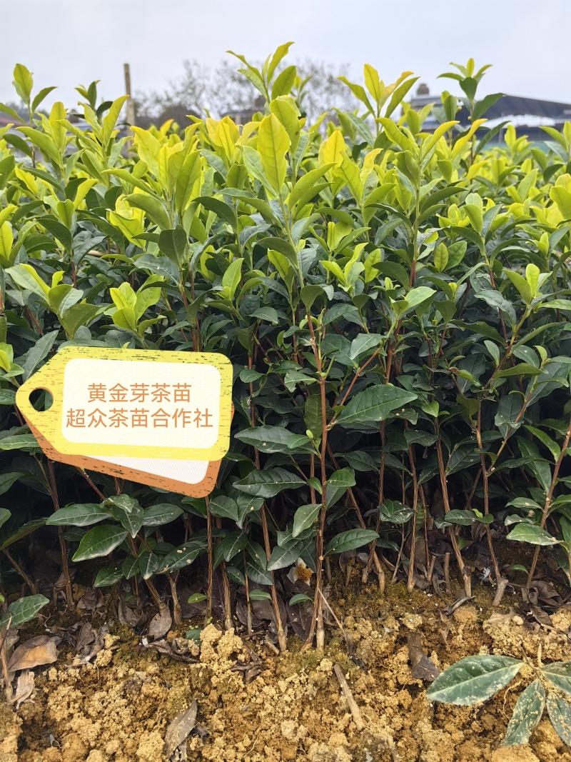 梅占茶苗、梅占茶叶苗、四川梅占茶苗、云南梅占茶苗