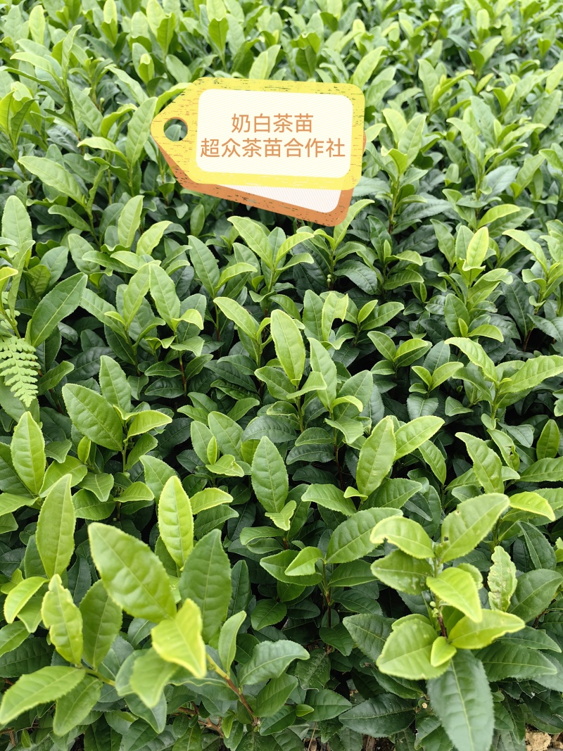梅占茶苗、梅占茶叶苗、四川梅占茶苗、云南梅占茶苗