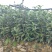 梅占茶苗、梅占茶叶苗、四川梅占茶苗、云南梅占茶苗