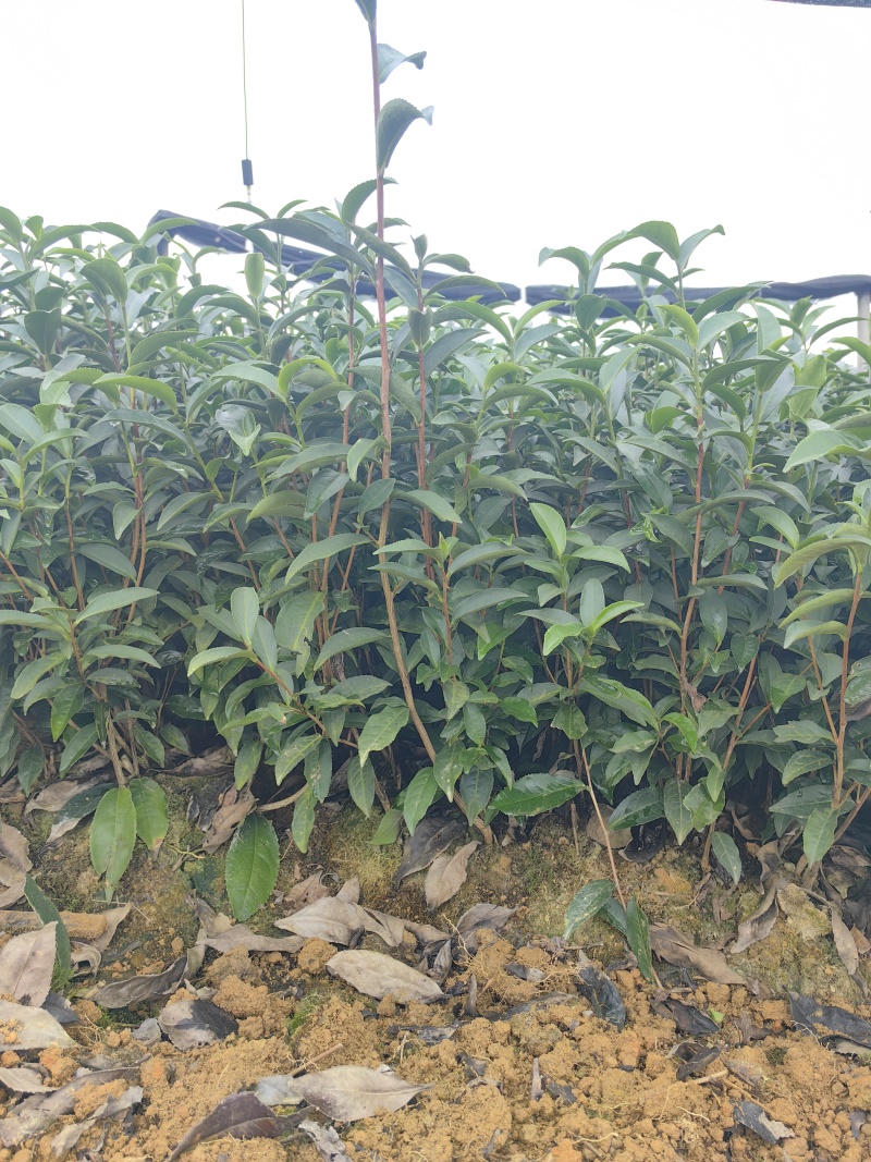梅占茶苗、梅占茶叶苗、四川梅占茶苗、云南梅占茶苗