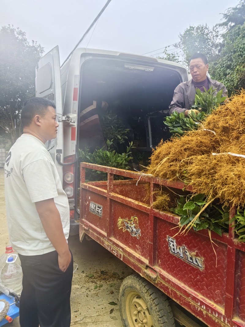 梅占茶苗、梅占茶叶苗、四川梅占茶苗、云南梅占茶苗