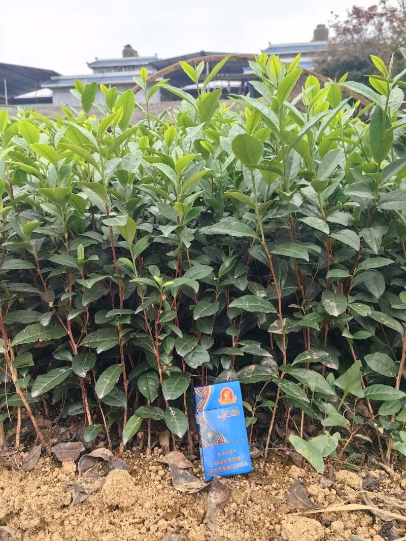 梅占茶苗、梅占茶叶苗、四川梅占茶苗、云南梅占茶苗