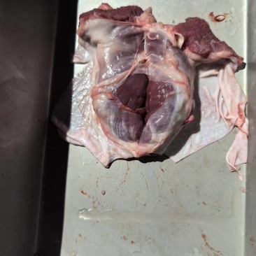 纯干护心肉心，小肉