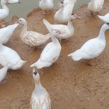 水库散养白母番鸭
