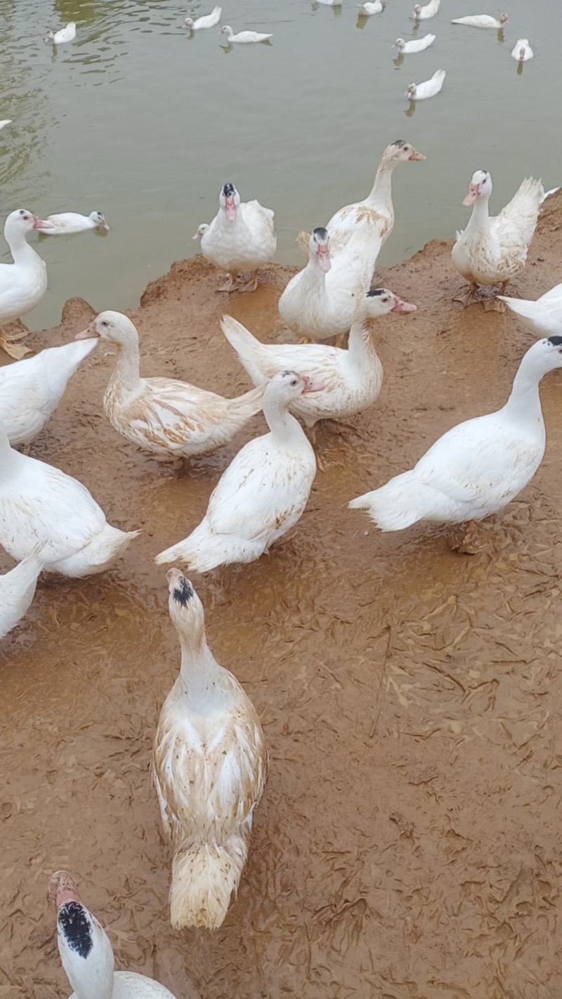 水库散养白母番鸭