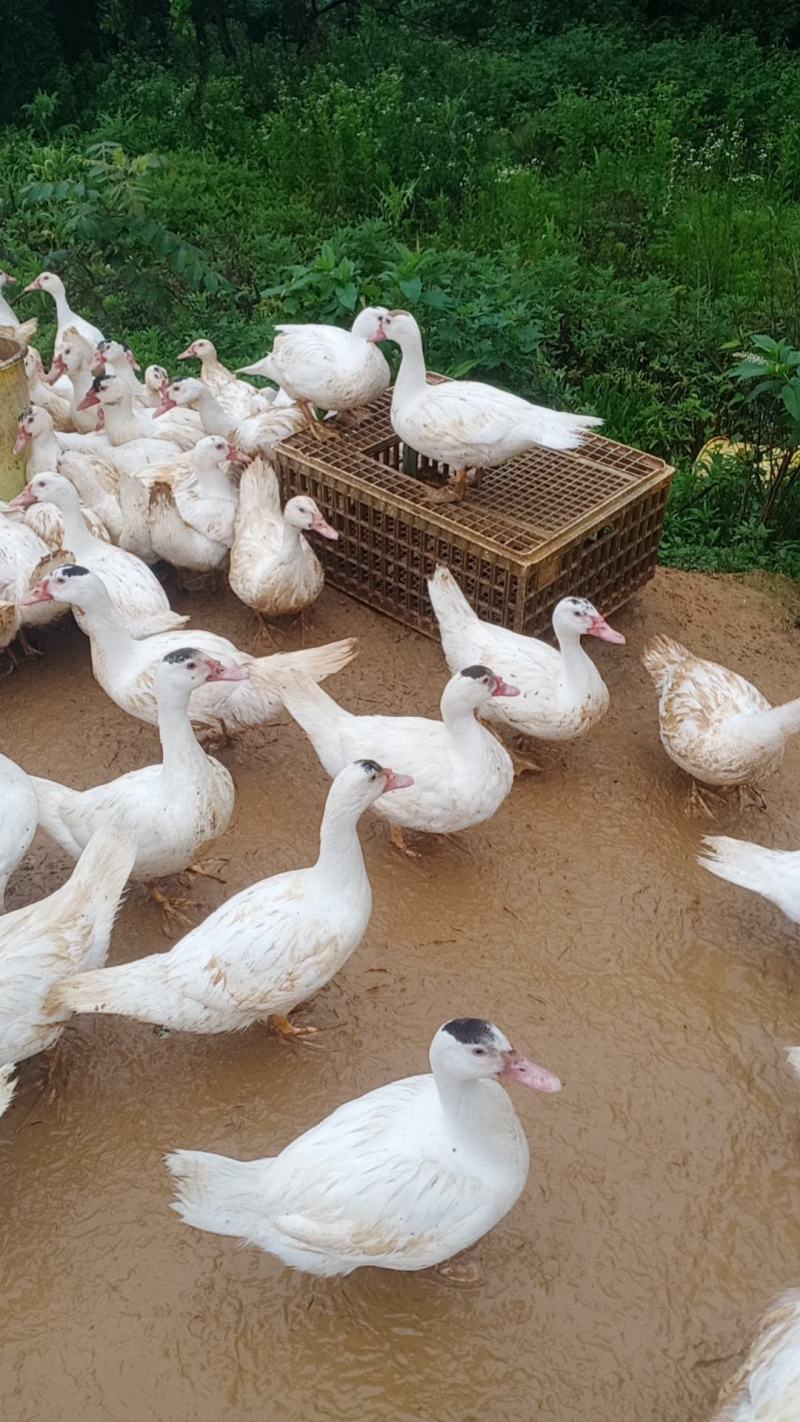 水库散养白母番鸭
