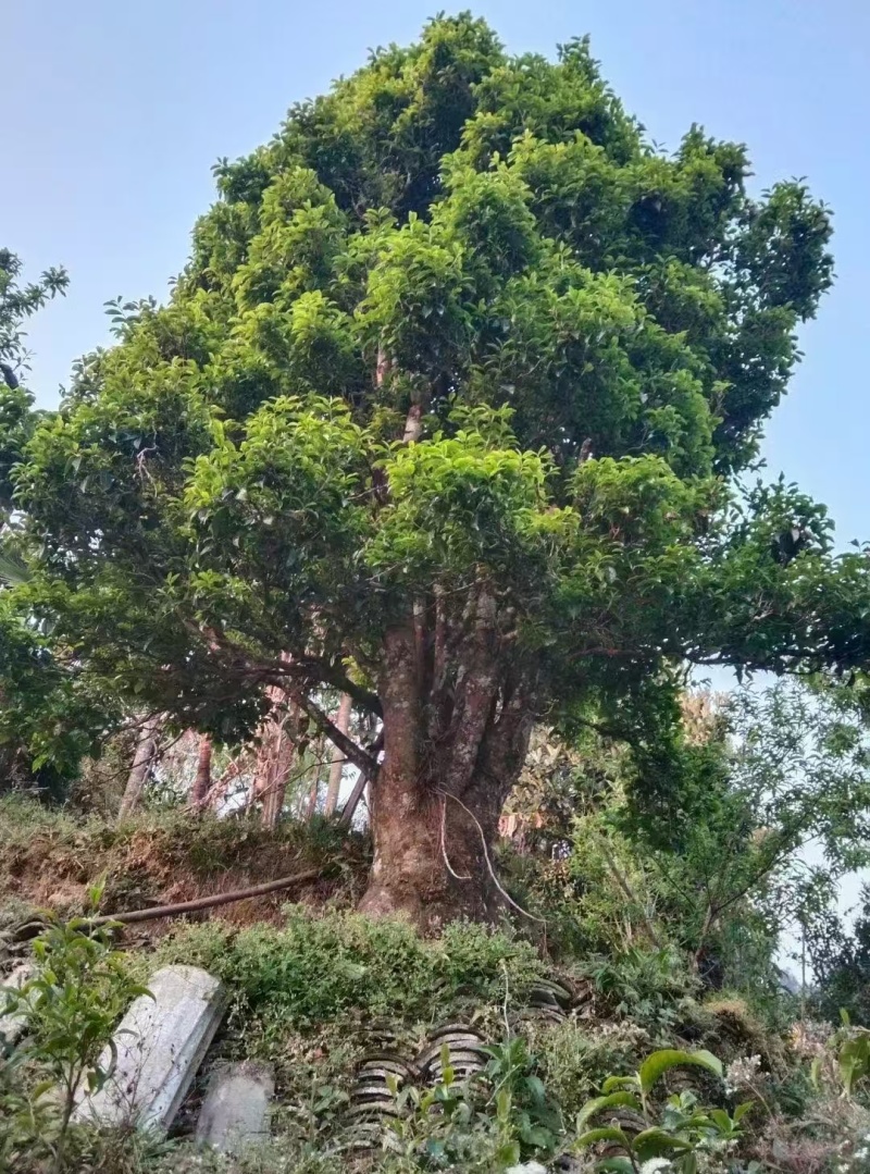 【热卖推荐】云南云丝绿茶源头产地直销欢迎进店咨询