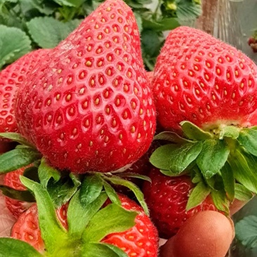 【基地直供】蒙特瑞草莓四季草莓现摘现发欢迎咨询
