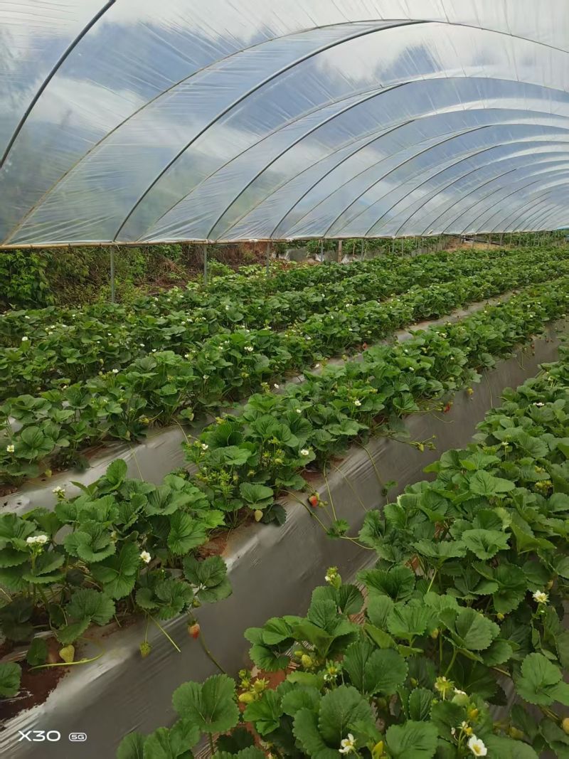 【基地直供】蒙特瑞草莓四季草莓现摘现发欢迎咨询