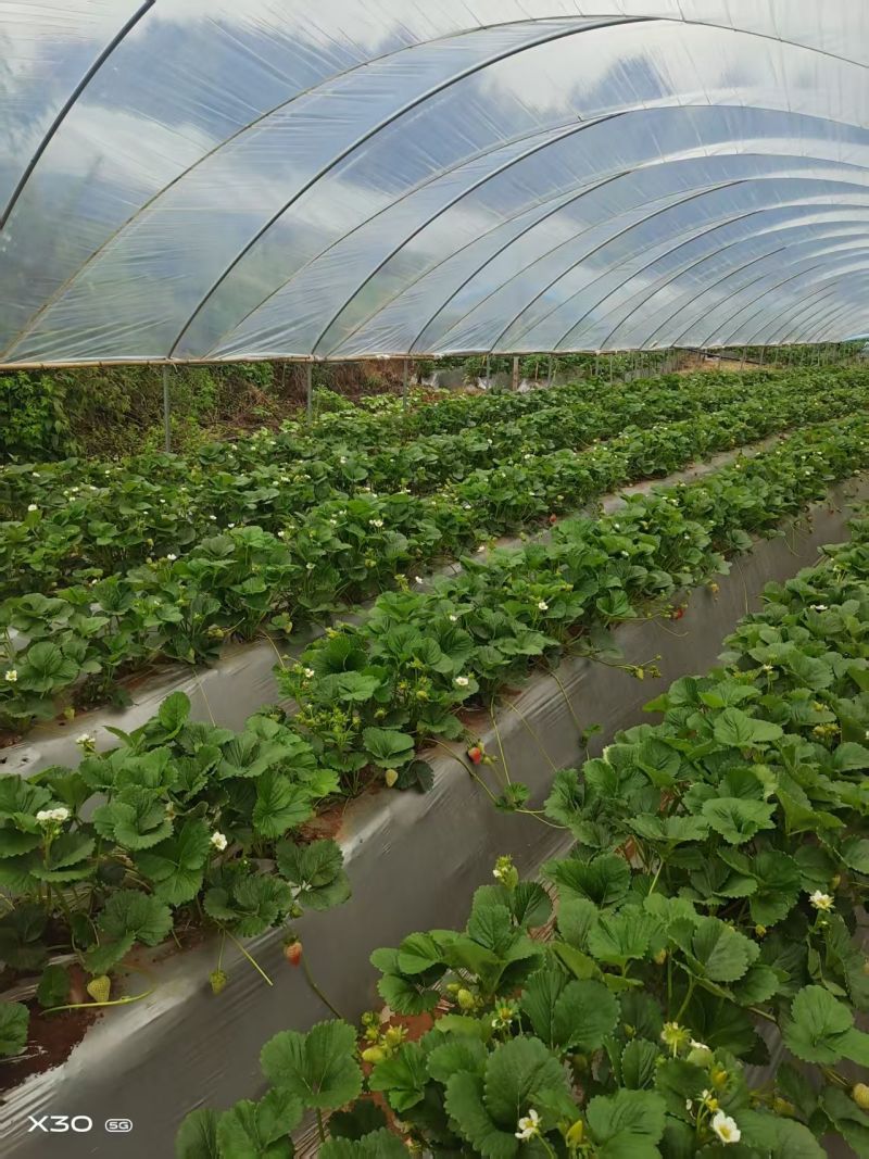 【基地直供】蒙特瑞草莓四季草莓现摘现发欢迎咨询