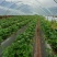 【基地直供】蒙特瑞草莓四季草莓现摘现发欢迎咨询