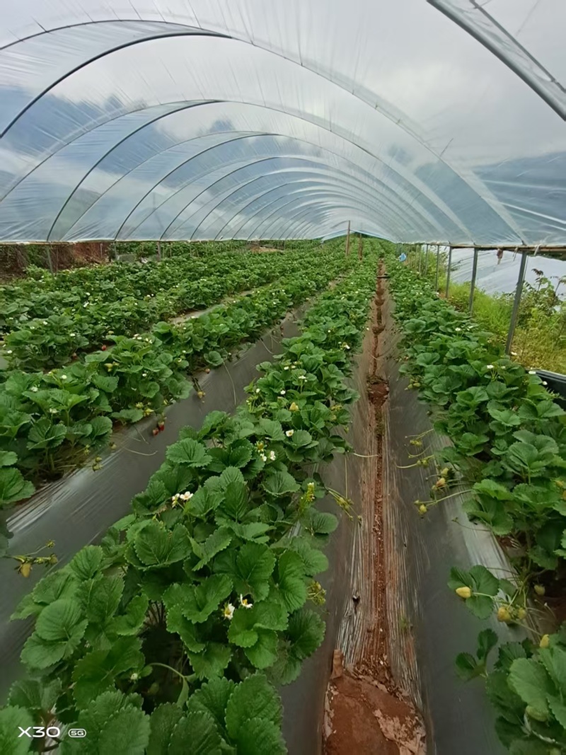 【基地直供】蒙特瑞草莓四季草莓现摘现发欢迎咨询
