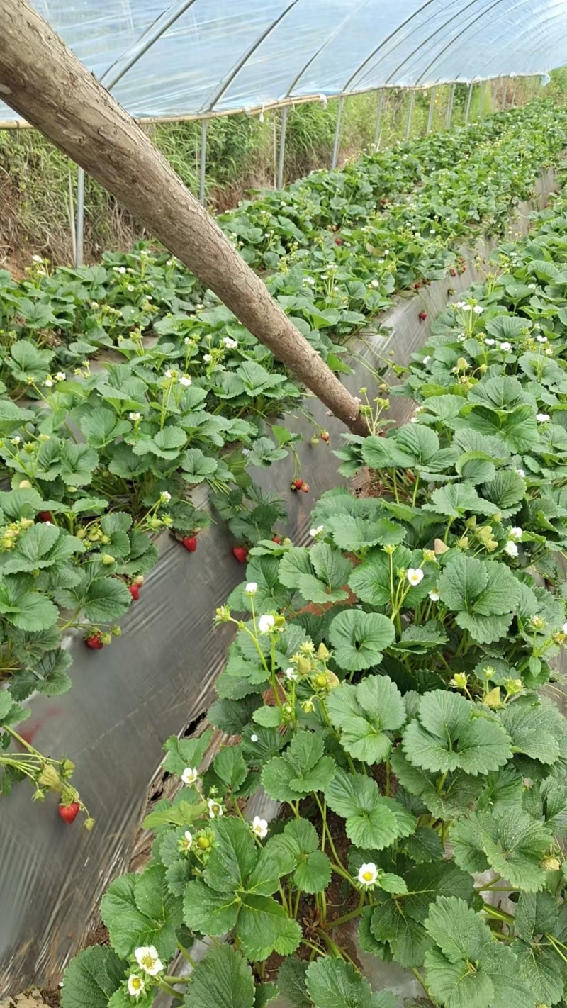 【基地直供】蒙特瑞草莓四季草莓现摘现发欢迎咨询