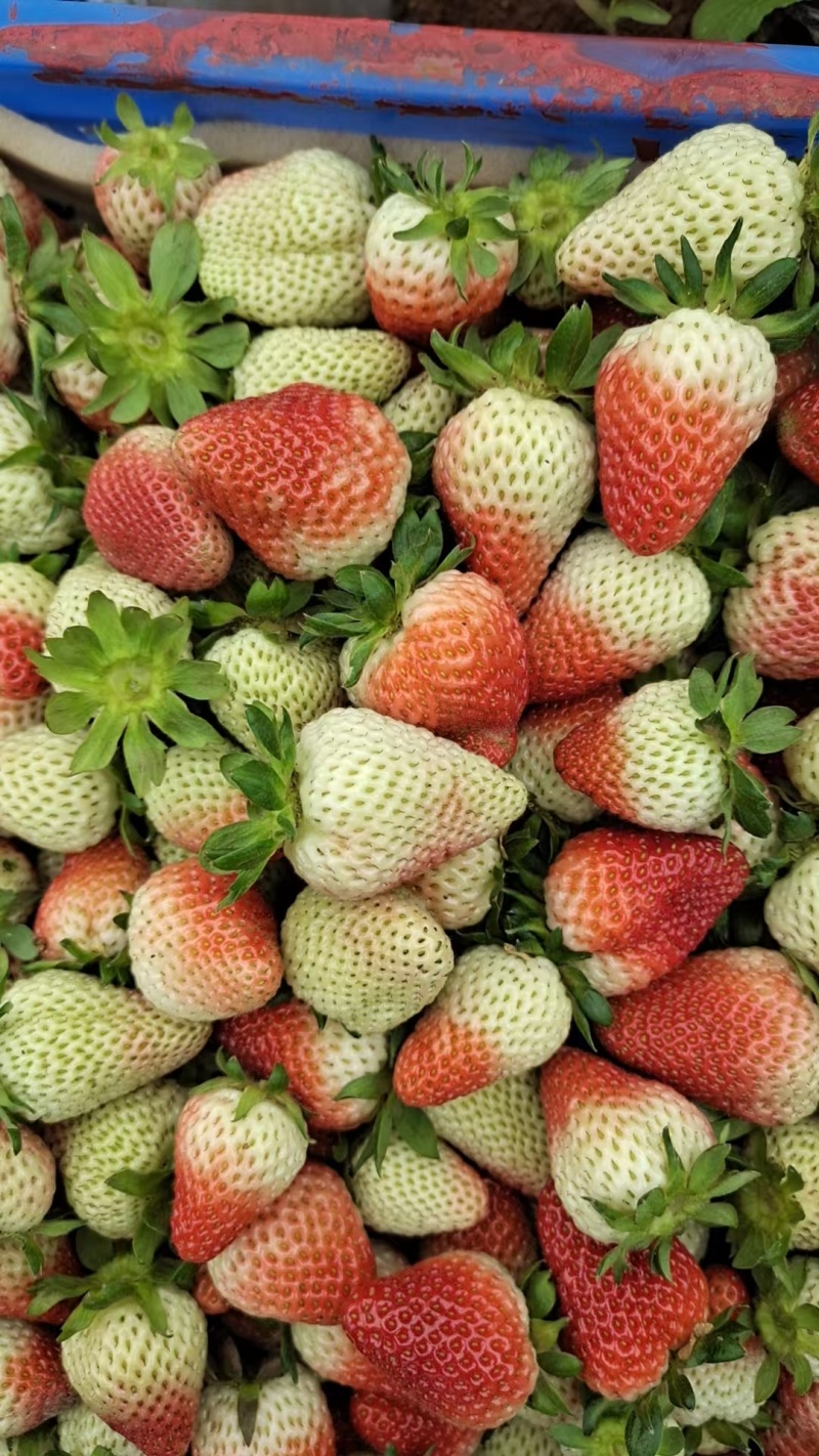 【基地直供】蒙特瑞草莓四季草莓现摘现发欢迎咨询