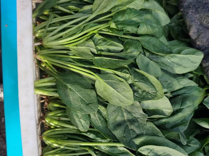 菠菜