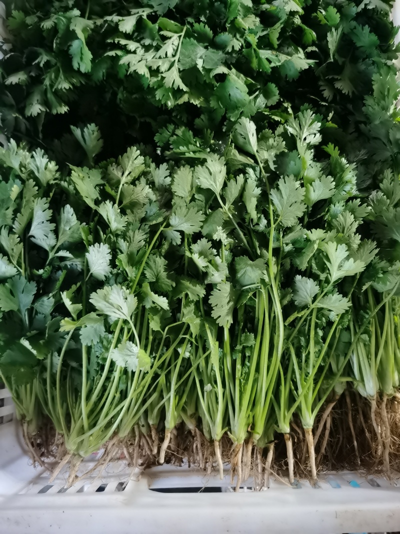 菠菜