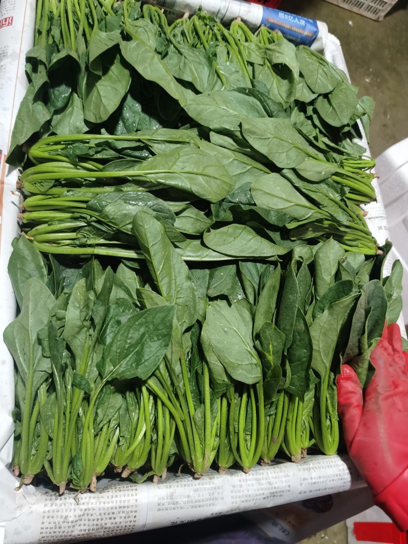 菠菜
