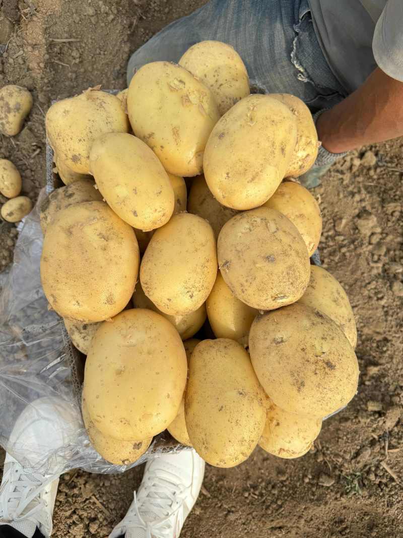 v7土豆河南黄心土豆新土豆上市货源稳定代收代发全国