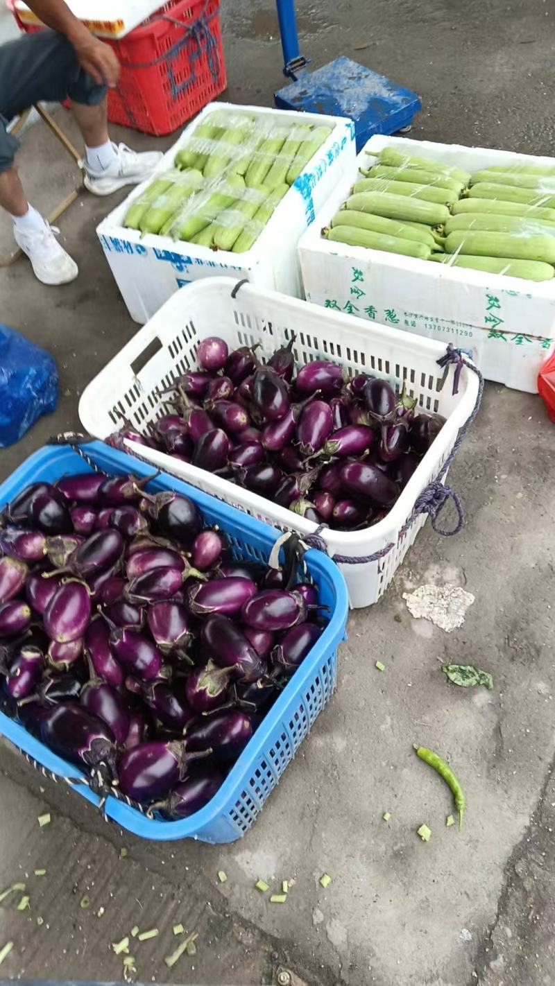【量大优惠】江西茄子品质保障对接全国批发电商商超