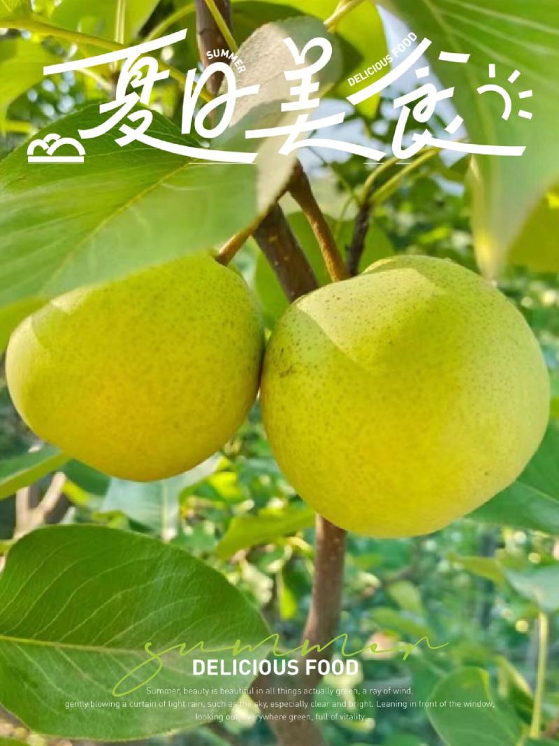 江苏翠冠梨产地直发，欢迎各位老板实地莅临考察，长期合作！