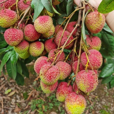 广西灵山荔枝妃子笑肉厚核小甜度高日供万斤欢迎订货