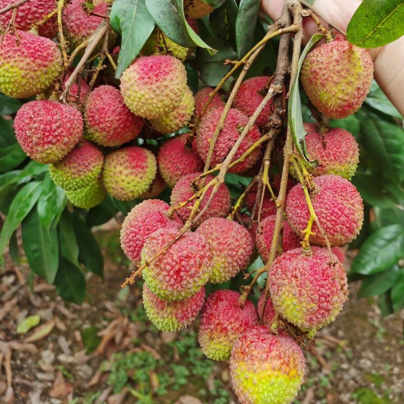 广西灵山荔枝妃子笑肉厚核小甜度高日供万斤欢迎订货