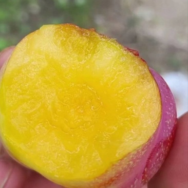 黄腊李