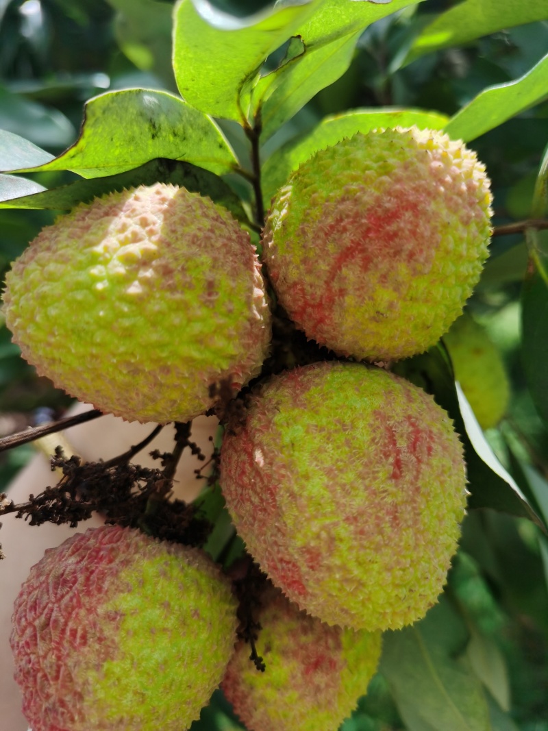 广西灵山荔枝妃子笑肉厚核小甜度高日供万斤欢迎订货