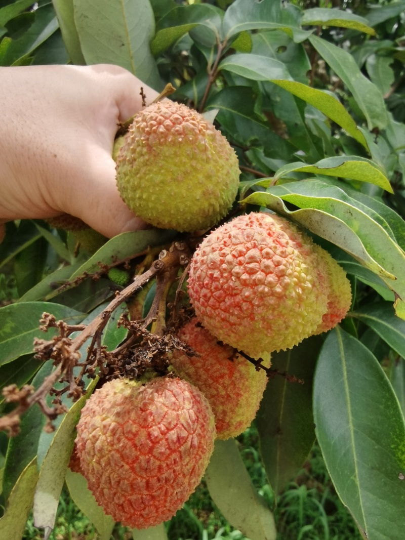 广西灵山荔枝妃子笑肉厚核小甜度高日供万斤欢迎订货