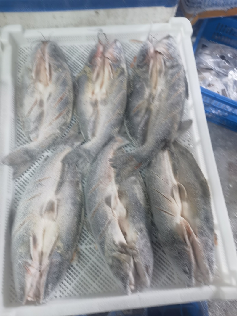 开背清江鱼