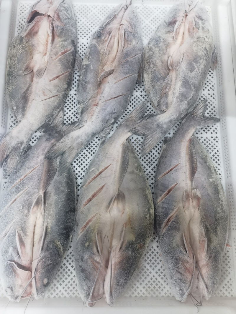 开背清江鱼