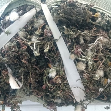 野生蒲公英