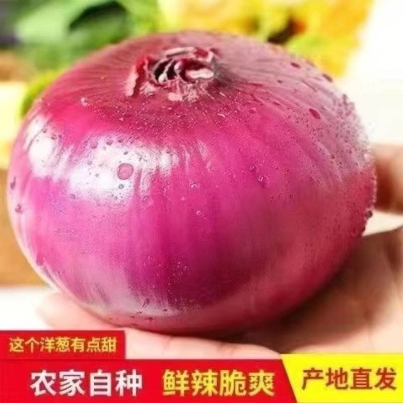 周口精品洋葱紫皮红皮量大质优品质保证全国可发欢迎来电咨询