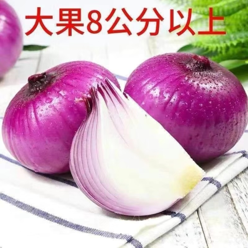 周口精品洋葱紫皮红皮量大质优品质保证全国可发欢迎来电咨询