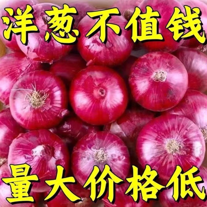 周口精品洋葱紫皮红皮量大质优品质保证全国可发欢迎来电咨询