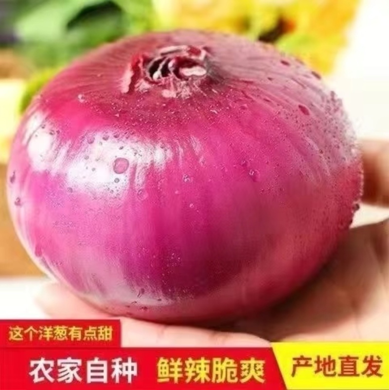 周口精品洋葱紫皮红皮量大质优品质保证全国可发欢迎来电咨询