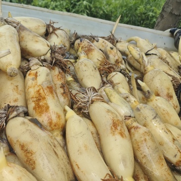 莲藕鄂莲6号安徽基地直供，现挖现发，品质保证规格齐全