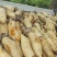 莲藕鄂莲6号安徽基地直供，现挖现发，品质保证规格齐全