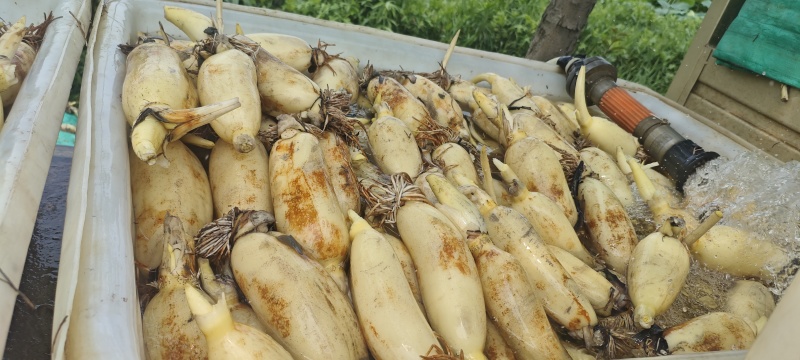 莲藕鄂莲6号安徽基地直供，现挖现发，品质保证规格齐全