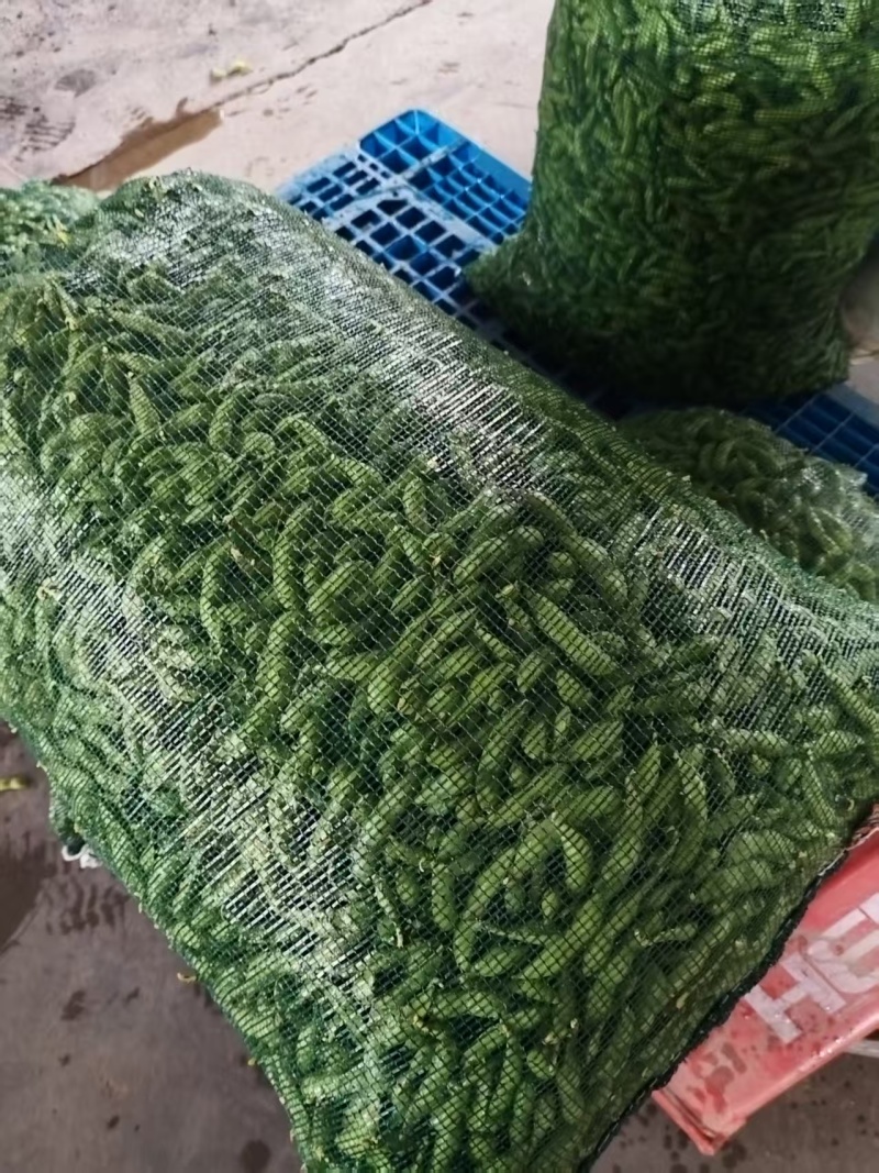 苏北万亩蔬菜基地毛豆大量上市中，产地直发量大从优欢迎选购