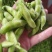 苏北万亩蔬菜基地毛豆大量上市中，产地直发量大从优欢迎选购