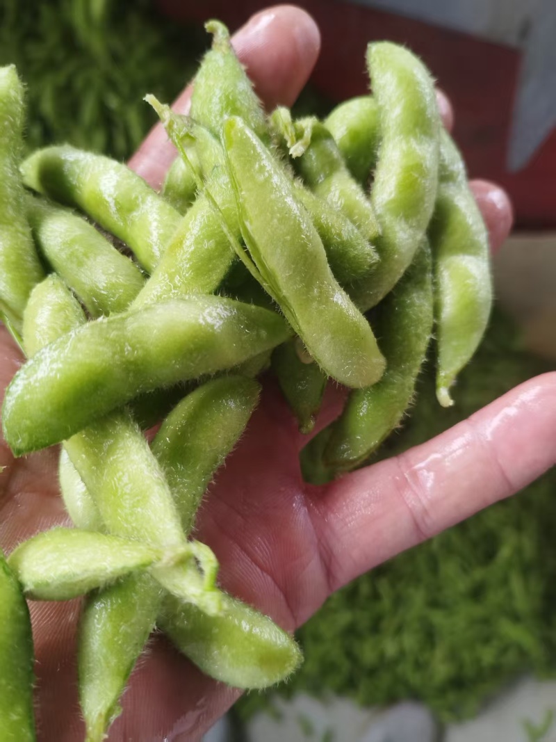 苏北万亩蔬菜基地毛豆大量上市中，产地直发量大从优欢迎选购