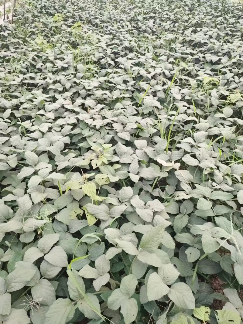 苏北万亩蔬菜基地毛豆大量上市中，产地直发量大从优欢迎选购