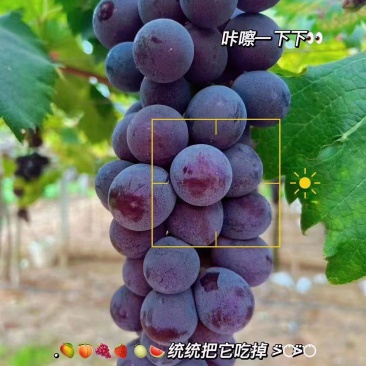 巨锋葡萄
