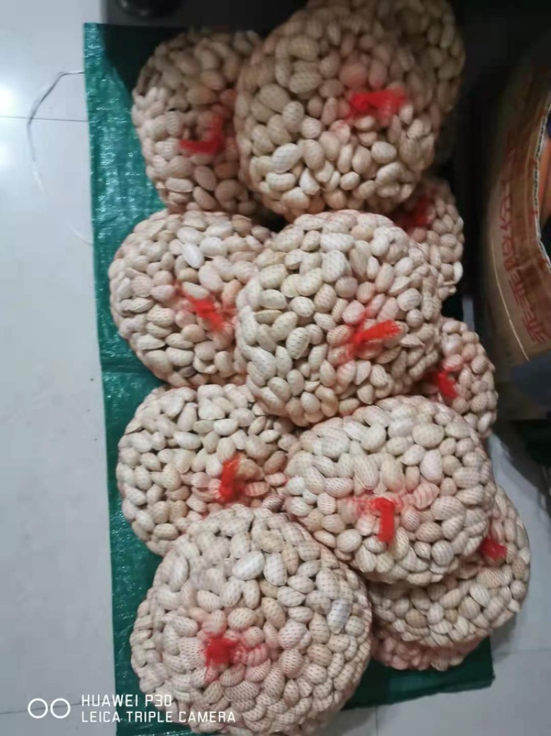 冰淇淋白柿种子基地直供可视频看货冰淇淋白柿