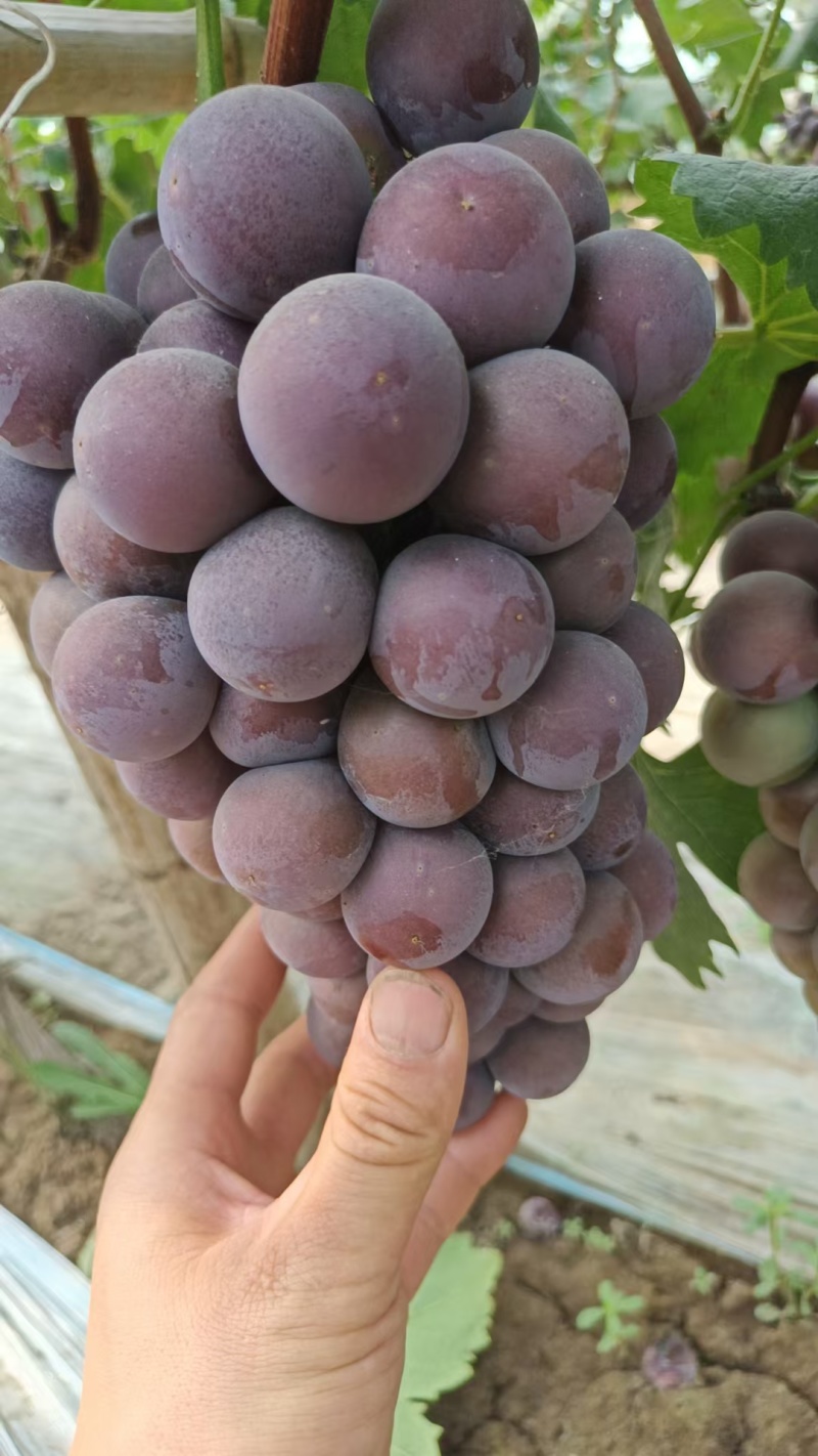 河北衡水藤念葡萄质量保证口感**价格公道可视频看货