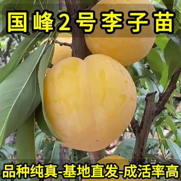 国峰2号李子苗国色天香李子品种纯真树苗基地现起现发
