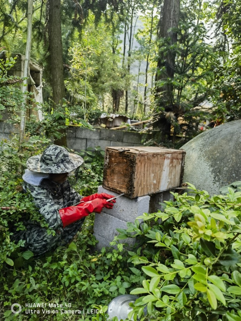 贵州野生土蜂蜜新鲜上市可视频看货量大从优