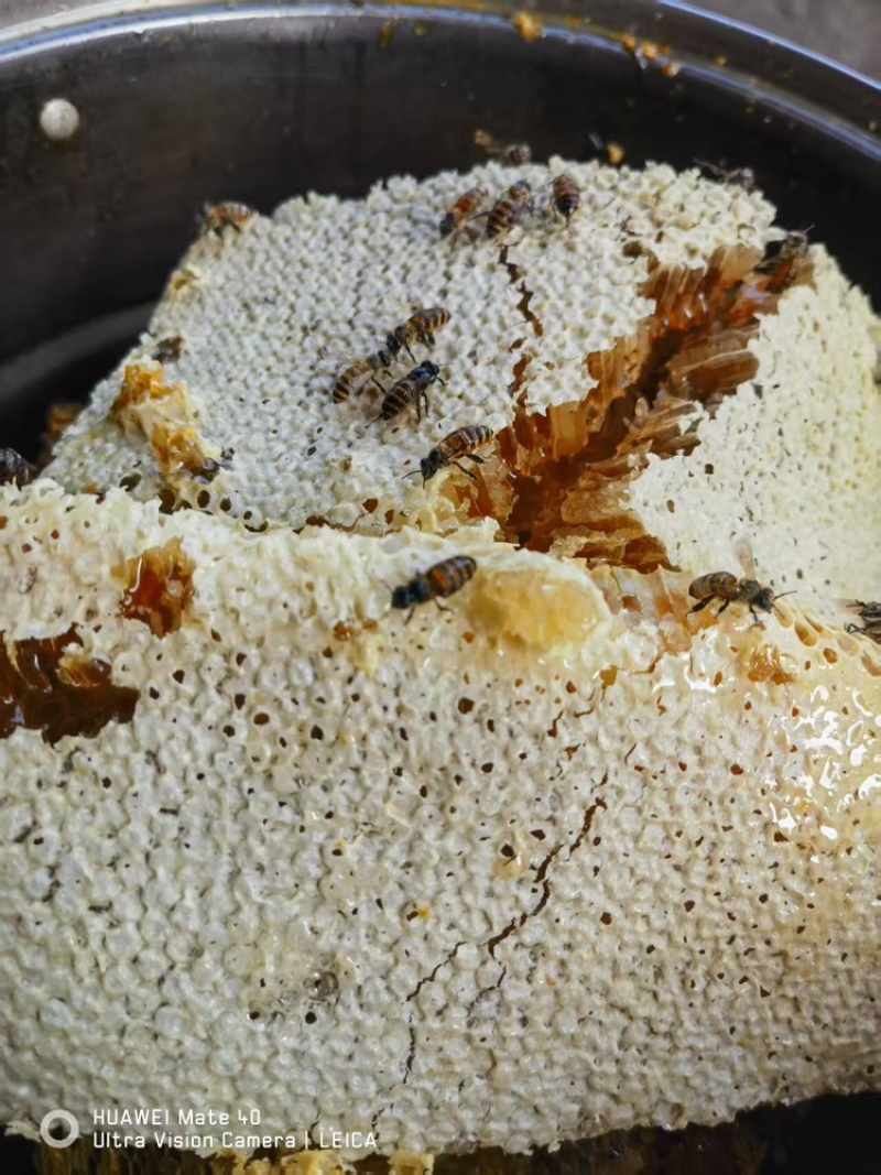 贵州野生土蜂蜜新鲜上市可视频看货量大从优