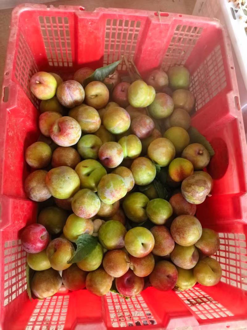 新疆味帝